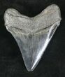 Sharply Serrated Megalodon Tooth - South Carolina #20461-2